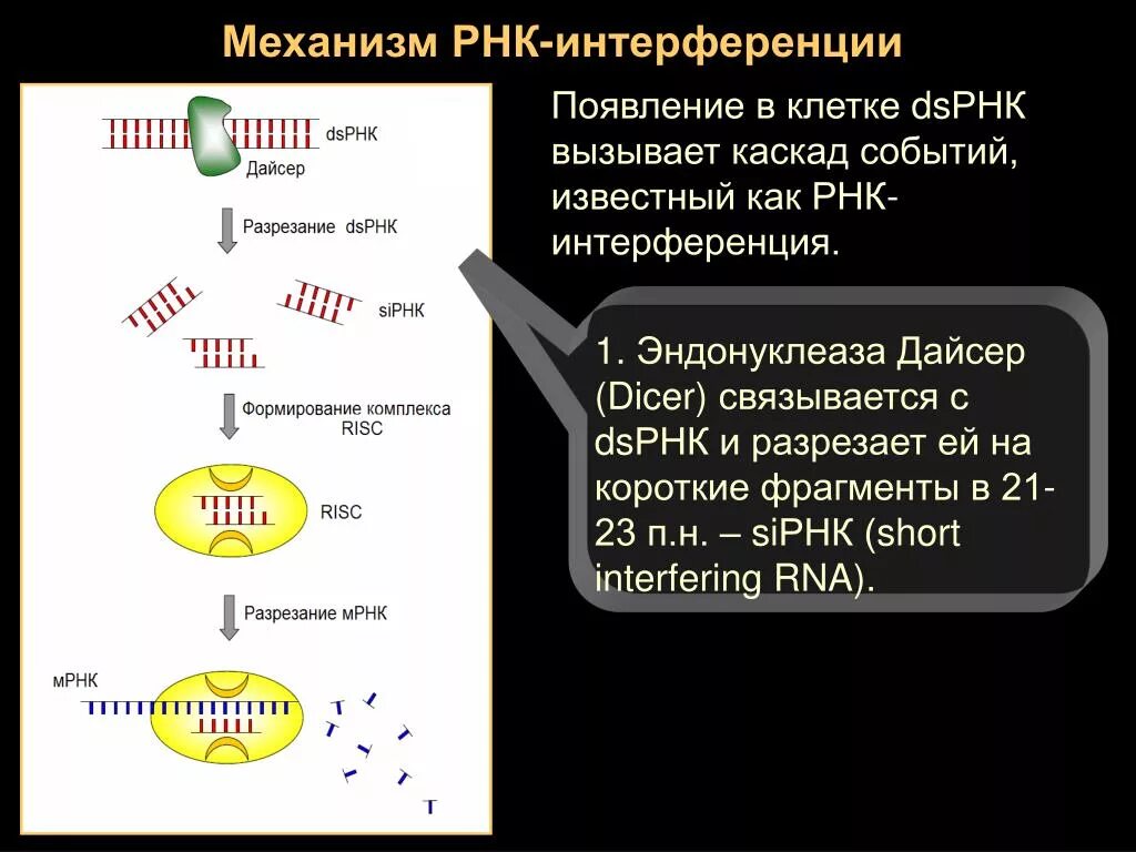 МИКРОРНК И малые интерферирующие РНК. РНК интерференция. Короткие интерферирующие РНК. Механизм РНК.