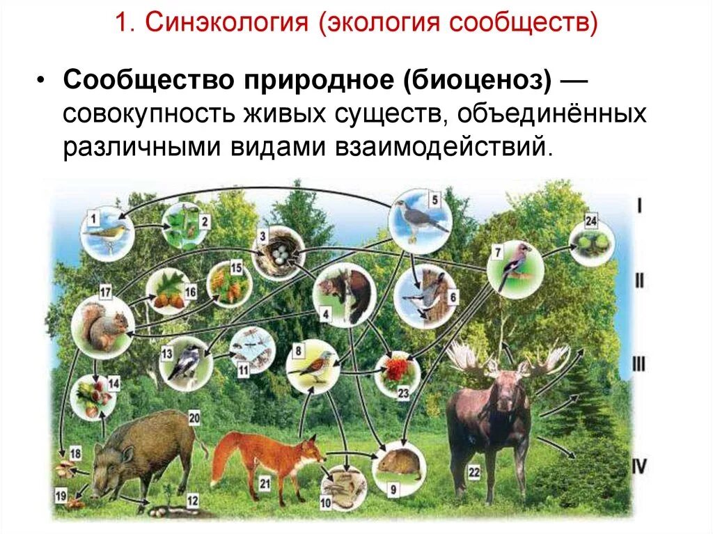 Состав растений и животных