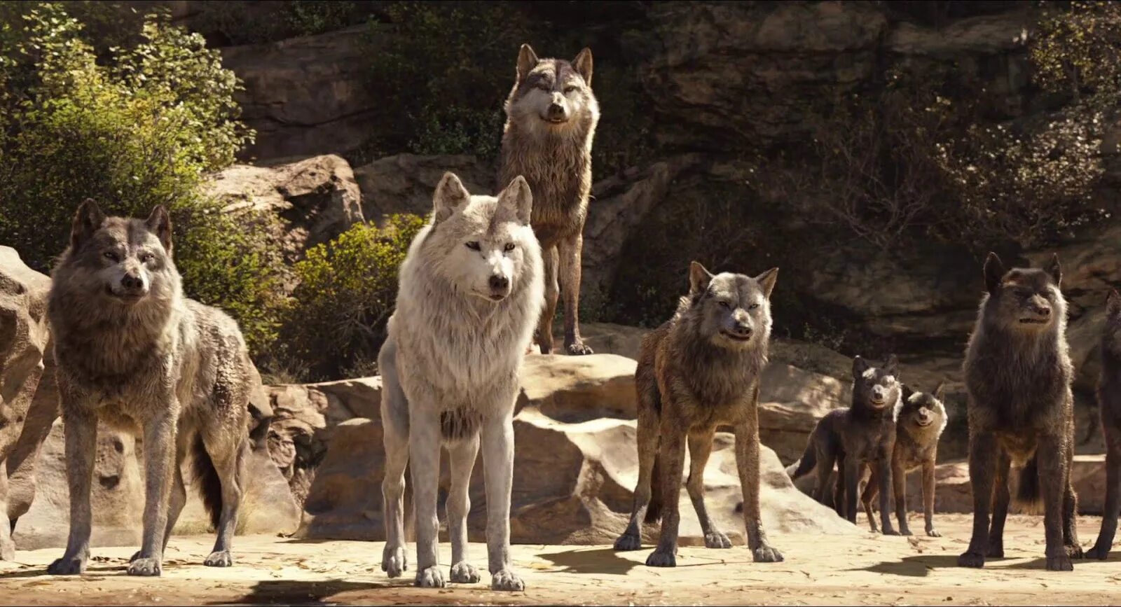 Последняя охота акелы мультфильм 1969. Вожак стаи маугли. Маугли мультфильм 1973 акелла. Вожак стаи маугли. Акела волк маугли.