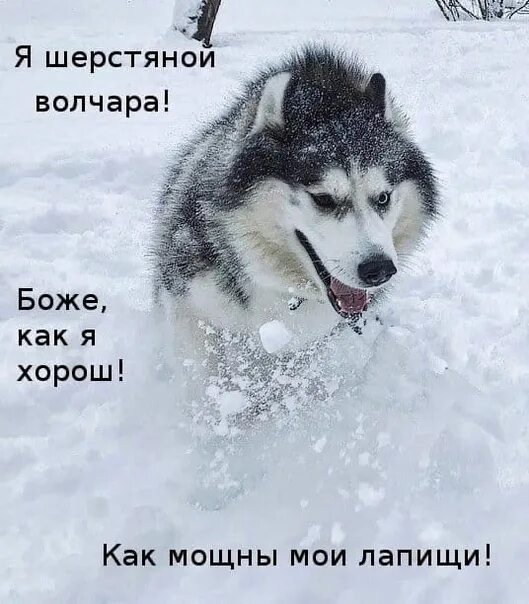 Будто бы как хаски хочешь