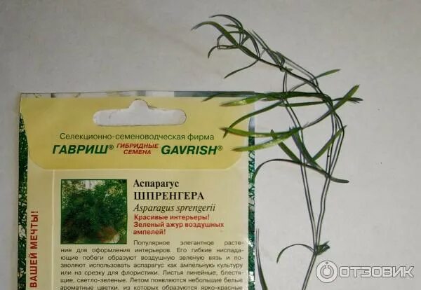 Аспарагус семена фото Семена цветов Аспарагус Шпренгера 0.5г Семена цветов Фиалка.net