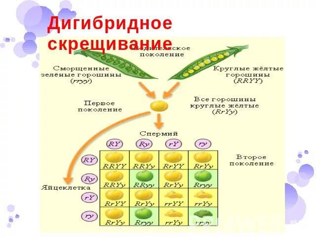 Дигибридное скрещивание таблица. Дигибридное скрещивание. Дигибридное скрещивание второе поколение. Дигибридное скрещивание 9 класс биология.