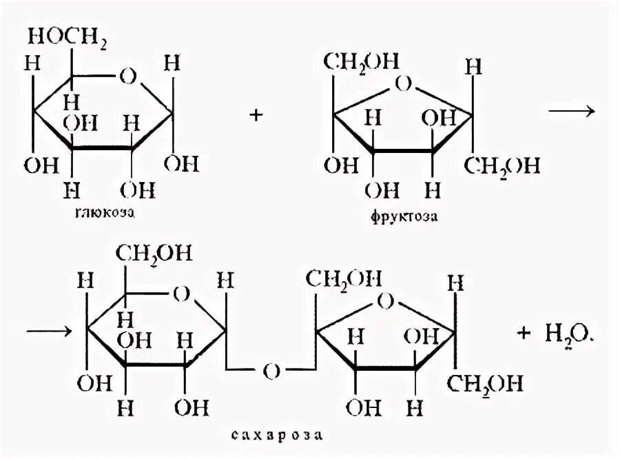 Схема синтеза сахарозы. Схема образования сахарозы. Получение сахарозы реакция. Уравнение реакции образования сахарозы.