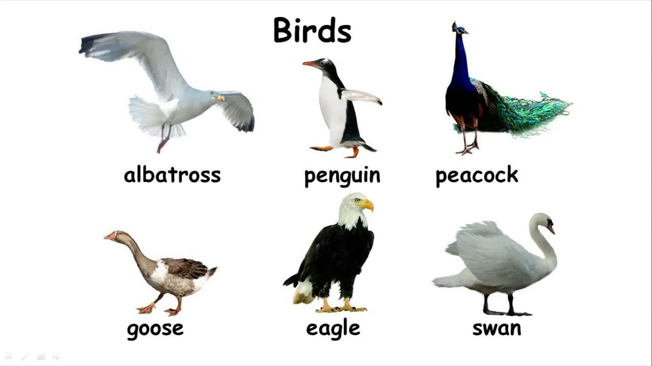 Птицы на английском языке. Bird на английском. Виды птиц на английском. Животные на английском языке птицы.