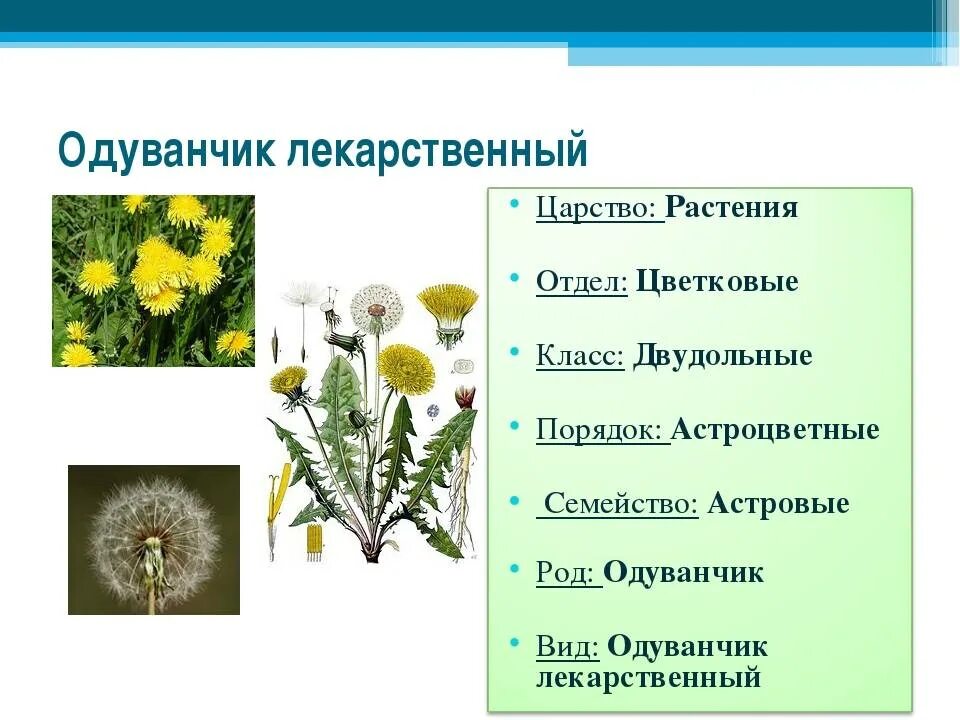 Классификация растения одуванчик лекарственный. Таксоны ромашки обыкновенной. Систематика одуванчика лекарственного. Соцветие ромашки аптечной.