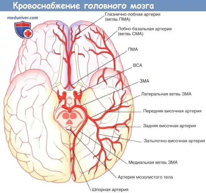 Круг кровообращения головы. Задняя мозговая артерия анатомия. Ветви средней мозговой артерии анатомия. Кровоснабжение мозга Виллизиев круг. Схема кровоснабжения артерий головного мозга.