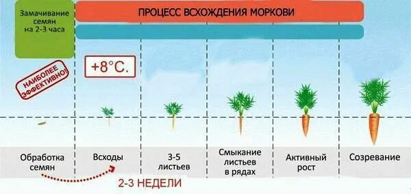 Морковь через сколько. Прорастание семян моркови этапы. схема посадки семян моркови. сроки всхода семян моркови в открытом грунте. сколько дней всходят семена моркови в открытом грунте.