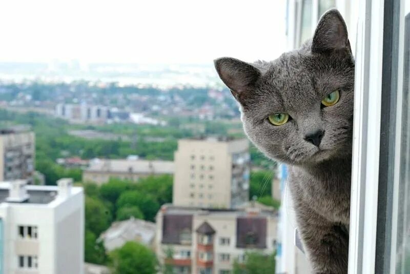 В окно весело играя. Кошка на окне. Кот выглядывает из окна. Коты в окне. Кот на пластиковом окне.