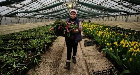 Выращивание тюльпанов на продажу