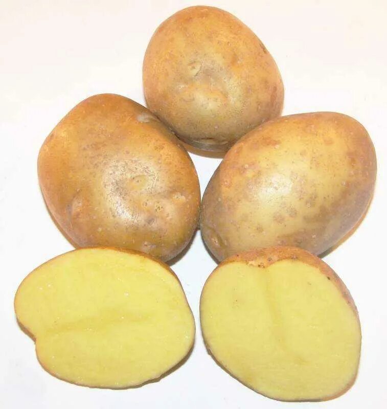 Колобок картофель характеристика отзывы. Картофель семенной ред фэнтези. Пироль (Pirol) сорт картофель. Сорт картофеля фантазия.