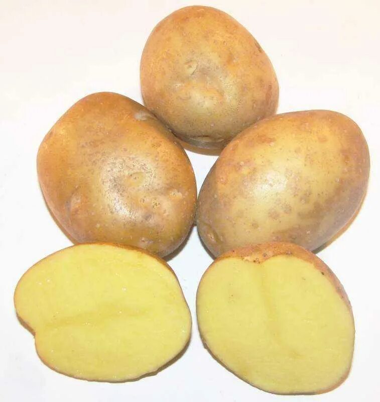 Сорт картофеля самба. Сорт картофеля ариэль. сорт картофеля слава. сорт картофеля колобок.