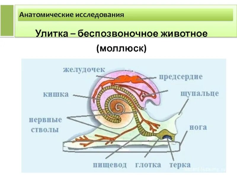 Биология брюхоногих моллюсков. Выделительная система брюхоногих моллюсков схема. Схема строения брюхоногого моллюска. Строение брюхоногого моллюска улитки. Выделительная система улитки.