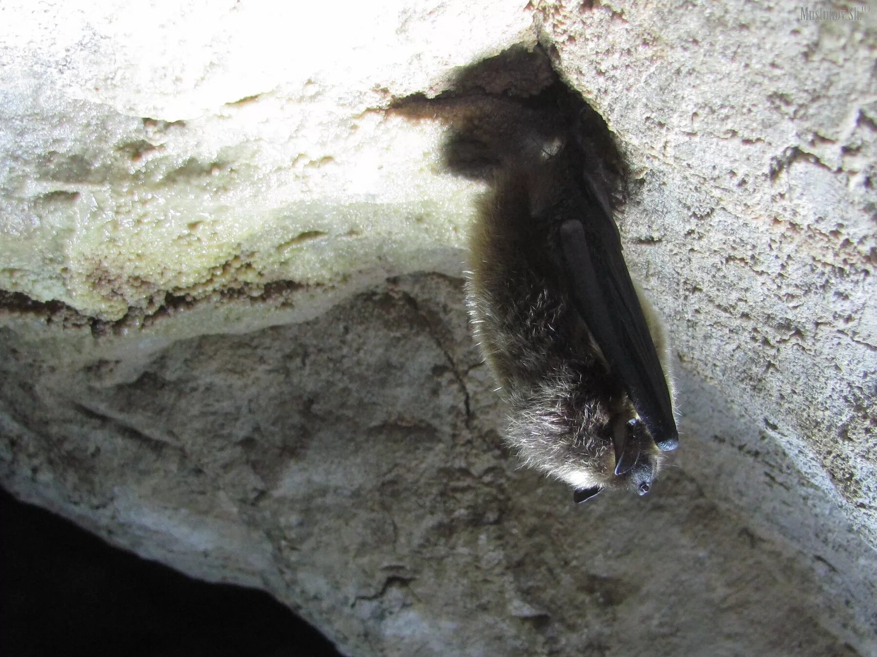 очковый листонос. летучая мышь всю ночь порхает. летучая мышь всю ночь порхает над лесными. стая летучих мышей.