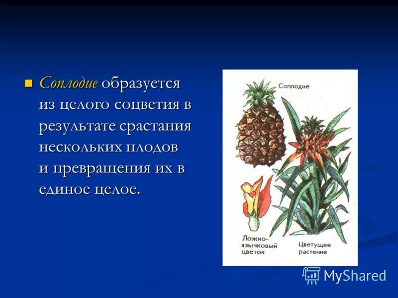 Соплодие. Соплодия примеры плодов. Соплодие образовалось из. Как образуется соплодие. Простые плоды сложные плоды соплодия