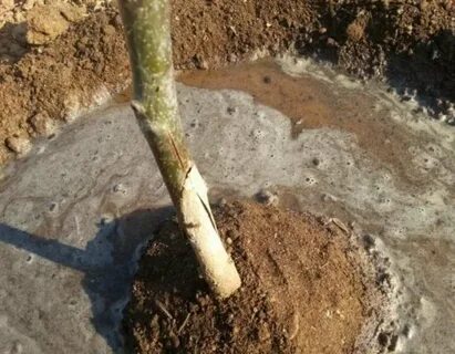 Как поливать саженцы груши