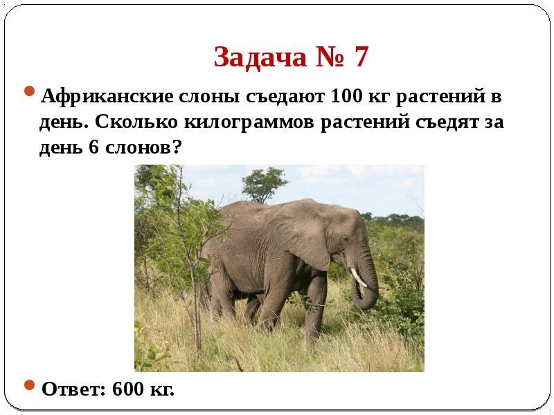 Слон сколько кг. Задачи слоны. Слоновая задача. Сколько съедает слон в день. Задания слоны.