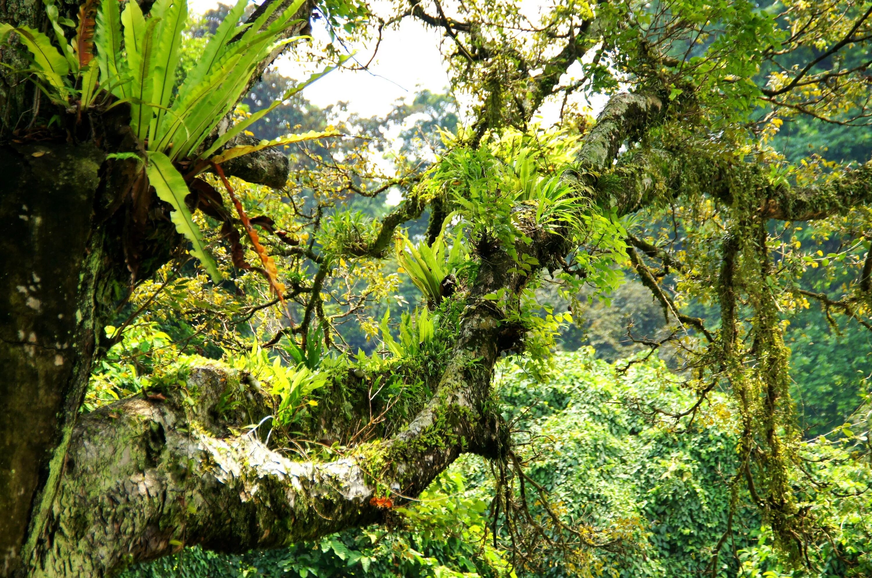 Влажные тропические леса Ацинананы. Тропикал Рейнфорест. Вечнозеленый тропический дождевой лес. Агатис тропики.