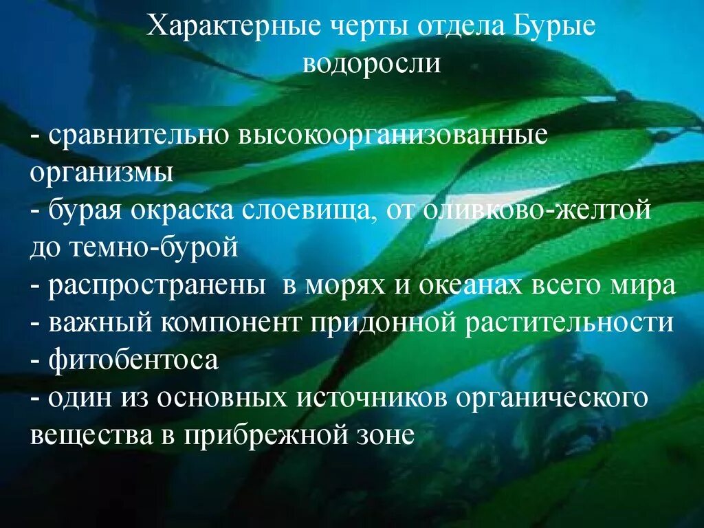 Признаки бурых водорослей