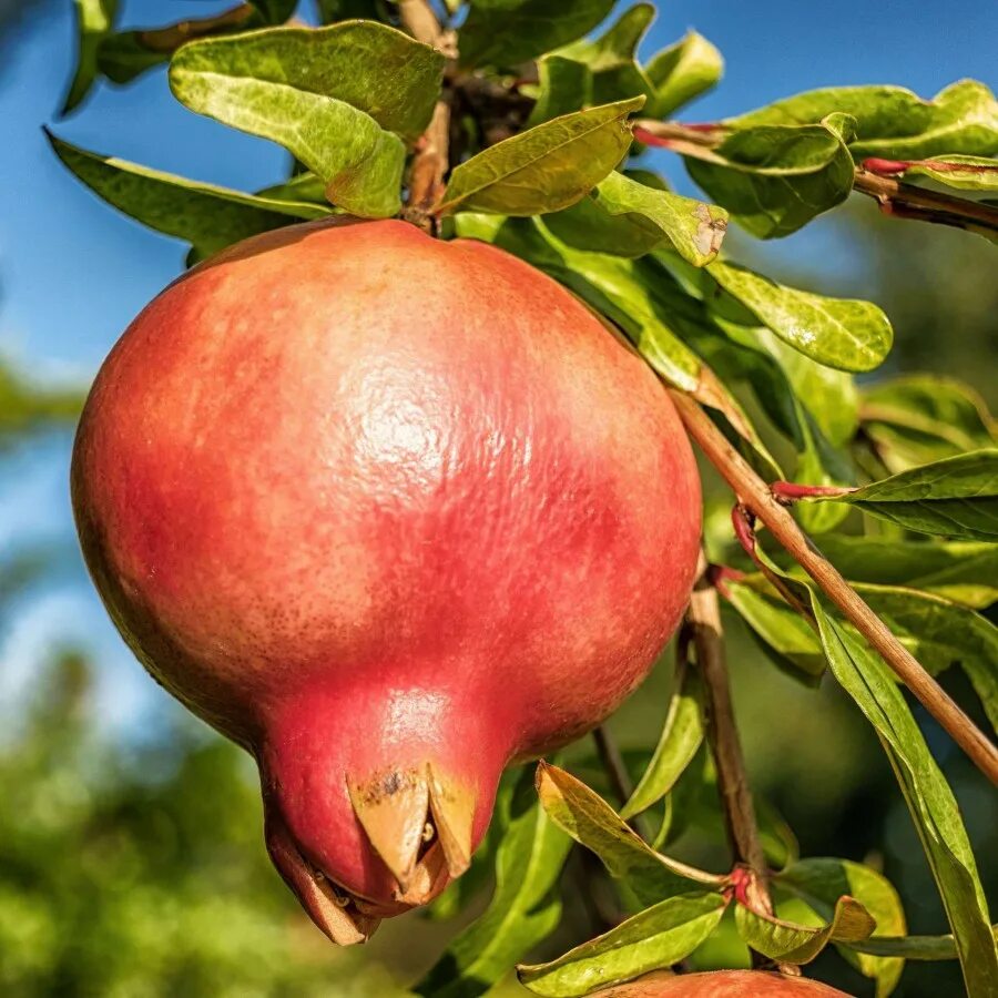 Граната ак дона. Гранат никитский ранний. гранат сорт ак дона. гранат-punica granatum legrelliae. гранат крымский полосатый.