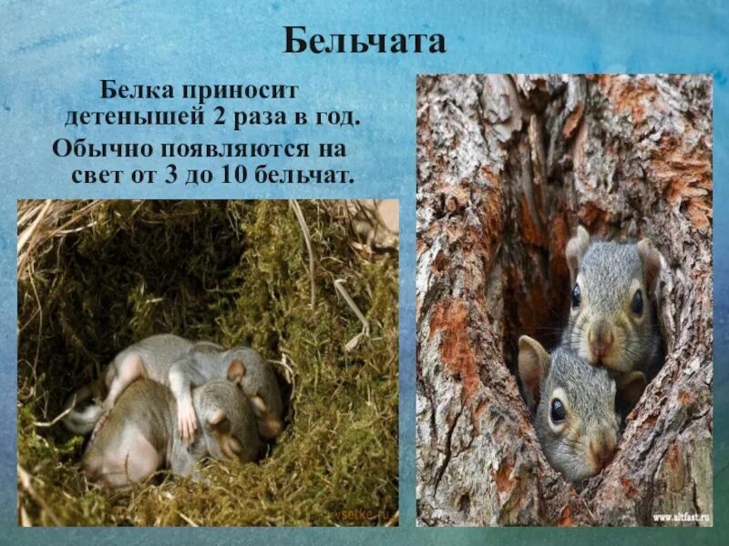 Какую пользу приносят белки