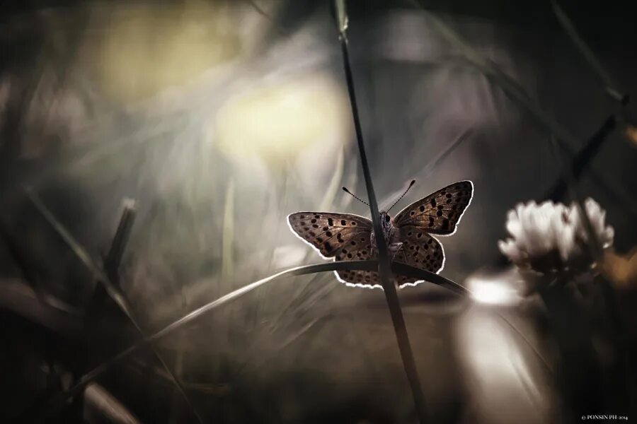 свет бабочка. бабочки летят на свет. неоновые бабочки. бабочка грусть. свет бабочка.