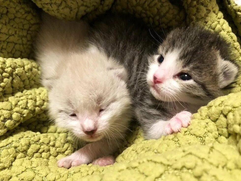 рожденные детеныши. трубкозуб (земляной поросёнок). новорожденные котята. новорождённые зайчата. новорожденные медвежата.