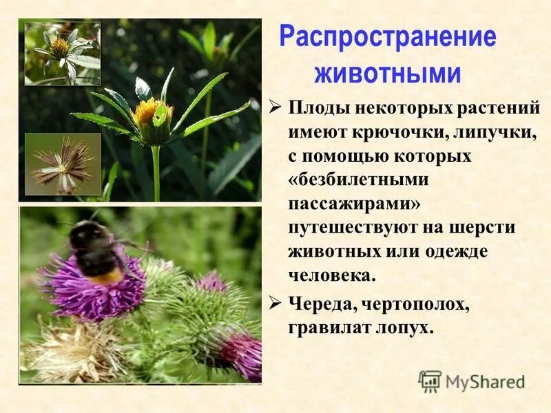 Распространение плодов животными. Распространение семян животными. Животными распространяются семена. Распространение семян с помощью животных и человека. Способы распространения плодов и семян животными.