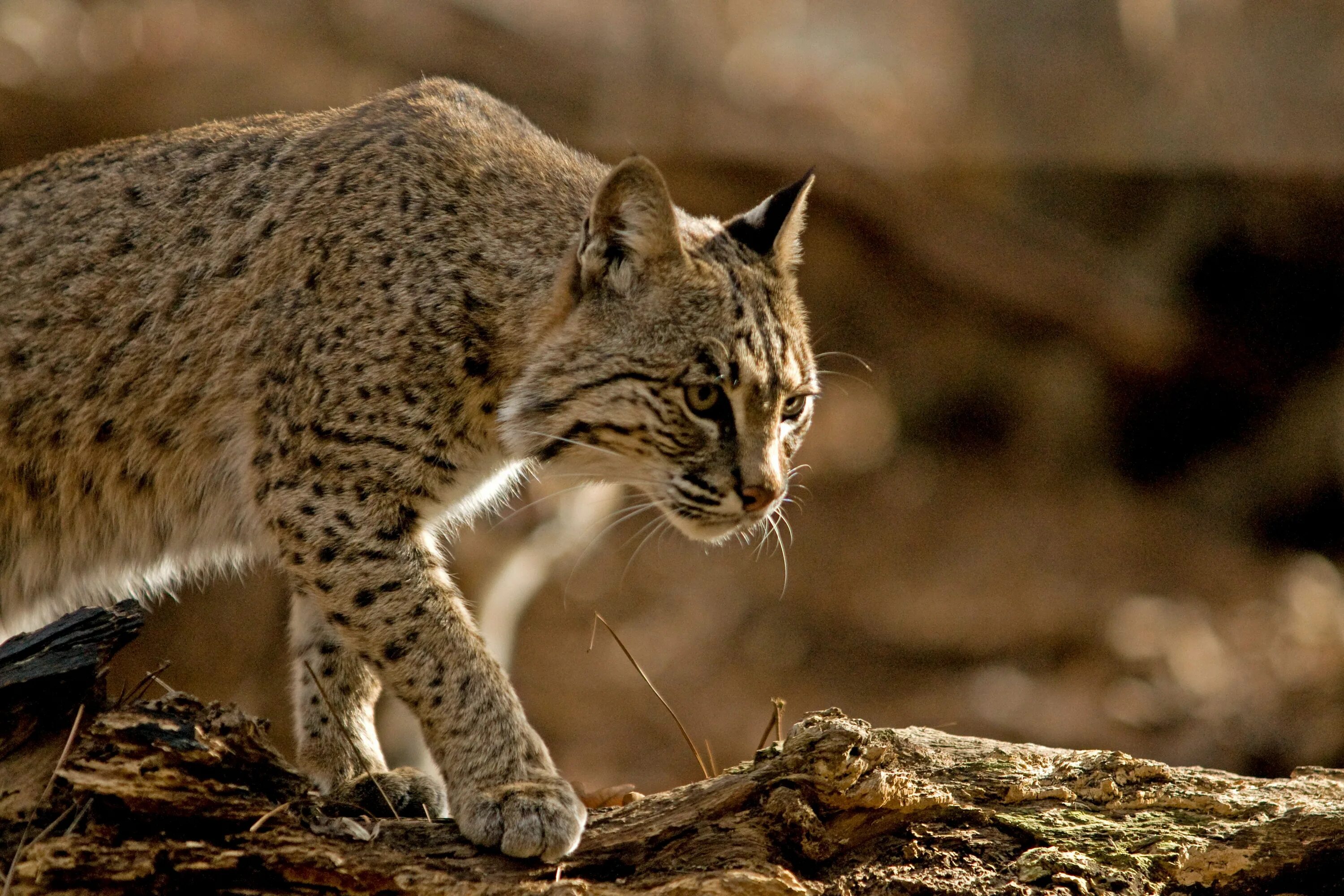 Bobcat ru. Американская Рысь Бобкэт. Рыжая Рысь Бобкэт. Красная Рысь Бобкэт. Рыжая Рысь Северной Америки.