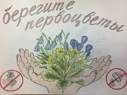 Берегите первоцветы раскраска