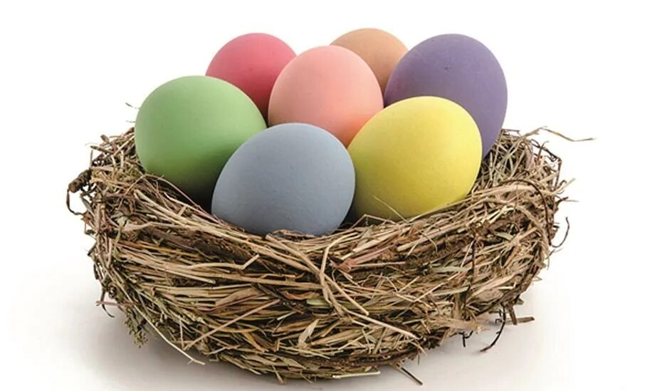 Hide eggs. С днем рождения на яйцах. Hide eggs. Easter eggs forrest. Прятание яиц на пасху.