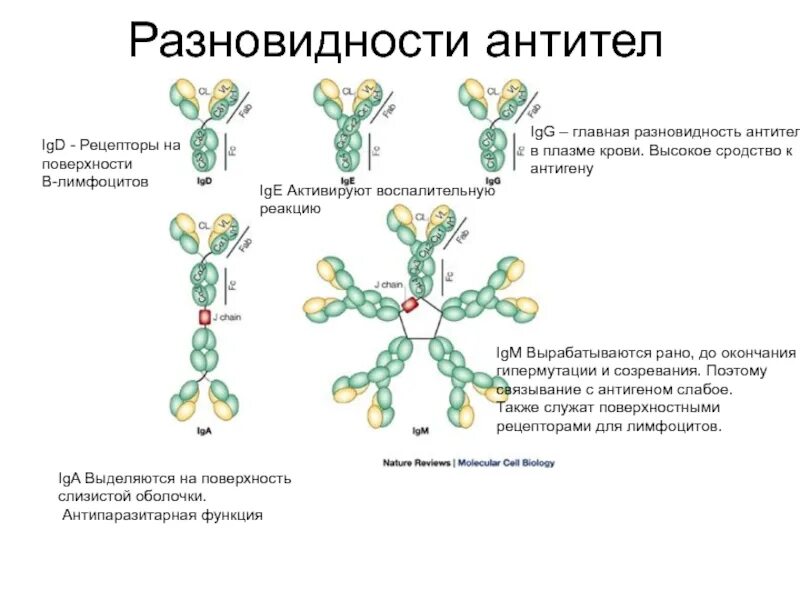 Типы антител и их функции. Классификация антител иммунология. Классификация антител микробиология. Антитела, виды, структура,.