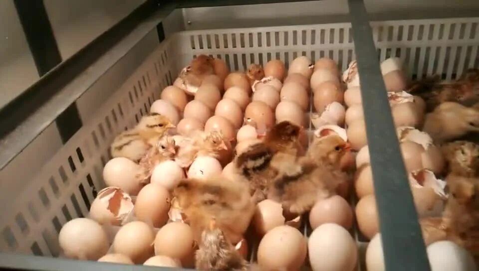 Инкубатор на 10000 яиц. Автоматический инкубатор яиц Chicken Hatcher 6 Eggs. Вёшенский инкубатор прайс. Вёшенский инкубатор прайс на птицу.