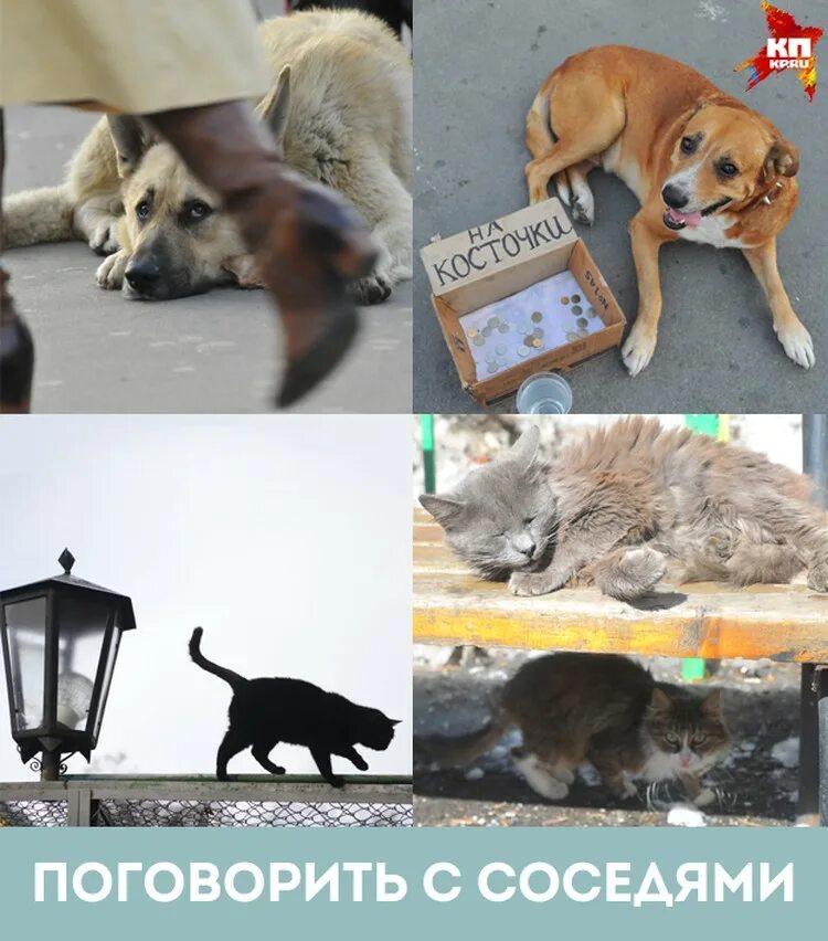Накормить бездомных животных. Бездомные животные. покормить бездомных животных. животные которые нуждаются в помощи. gjvjufwnt ,tpljuvysv ;bdjnysv.