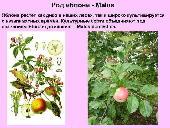 Расти расти яблонька. Род яблоня – Malus. Яблоня домашняя (Malus domestica). Семейство Розоцветные род яблоня. Яблоня домашняя происхождение.