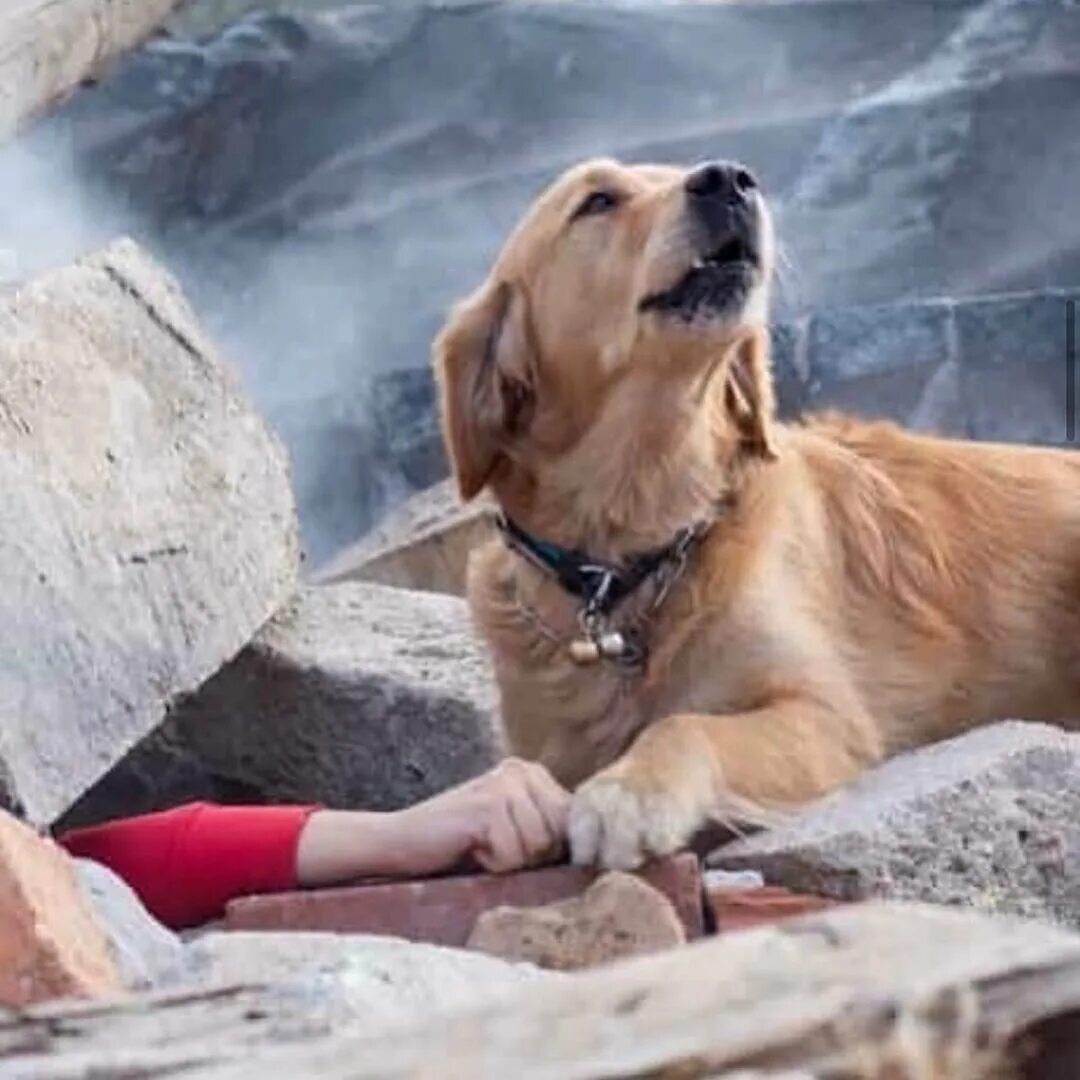 Держитесь на турецком. Собаки спасатели в Турции. Спасательная собака. Фотосессия с собакой.