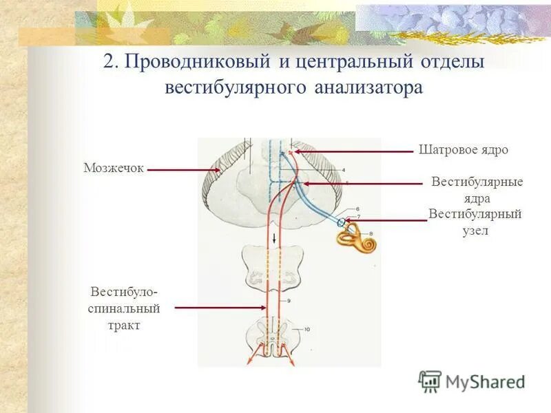 Проводниковый отдел анализатора состоит. Корковый отдел вестибулярного анализатора. Проводниковый отдел вестибулярного аппарата. Проводниковый отдел вестибулярного анализатора схема. Периферический и проводниковый отдел вестибулярного анализатора.