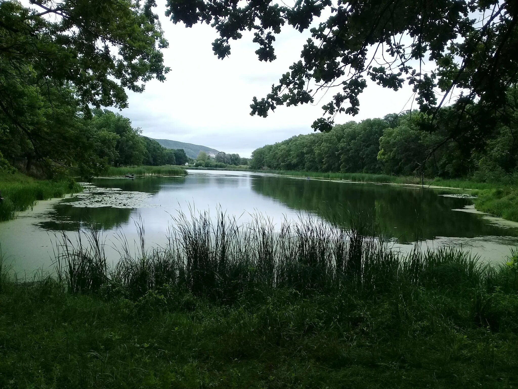 Lake Studenoye (Buzuluksky pine forest)