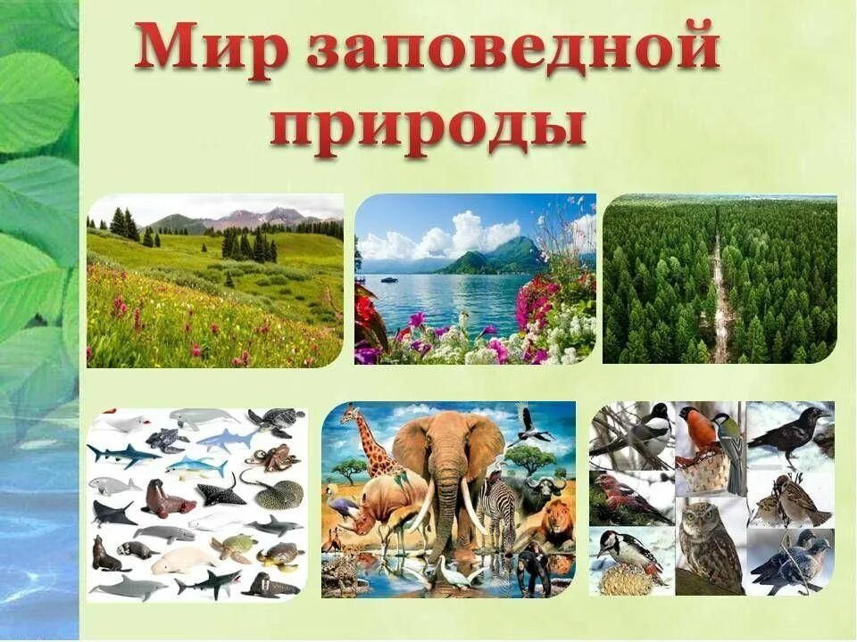 Проект на тему природный мир 8 класс Поурочное планирование познание мира