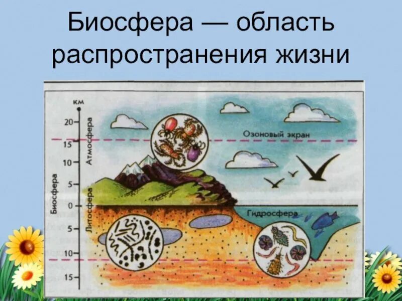 Биосфера среда жизни человека. Биосфера это область распространения жизни на земле. Биосфера — область распространения жизни рисунок. Biosefera. Рисунок на тему Биосфера.