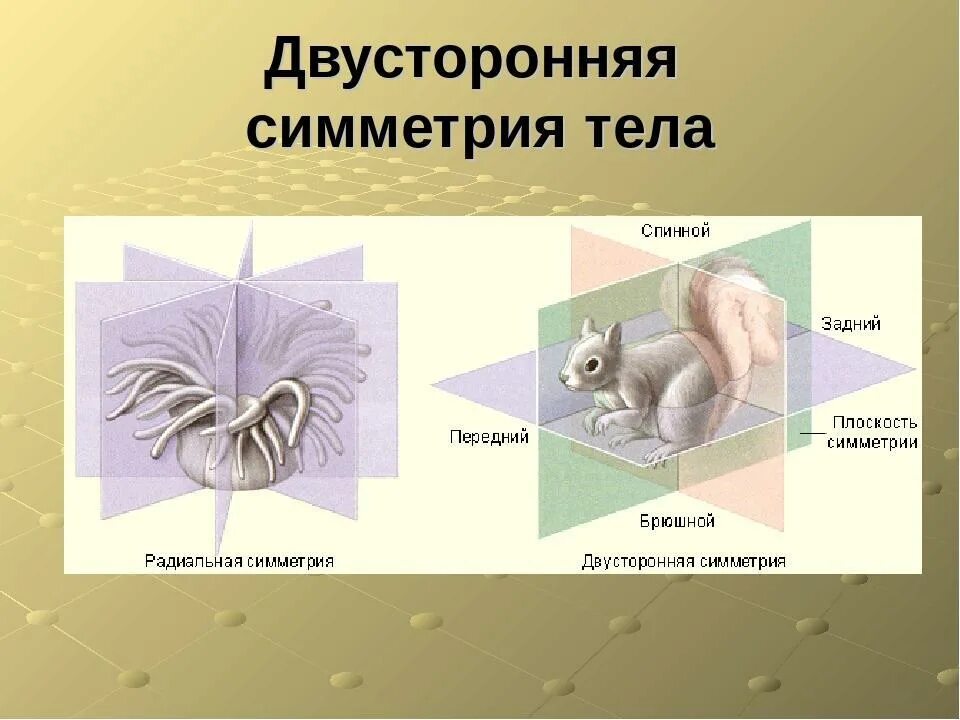 Система симметрии животных