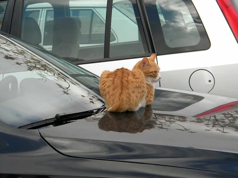 Включи котэ машина. Кот в машине. Котик на автомобиле. Рыжая кошка в машине. Кошка на капоте машины.