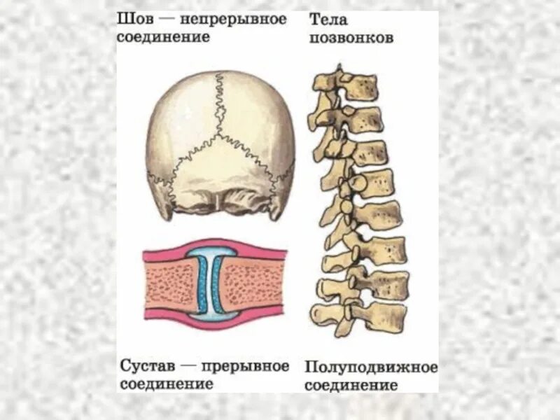 Типы соединения костей полуподвижные. Непрерывные соединения костей. Непрерывный Тип соединения костей. Прерывный Тип соединения костей. Кости позвоночника тип соединения