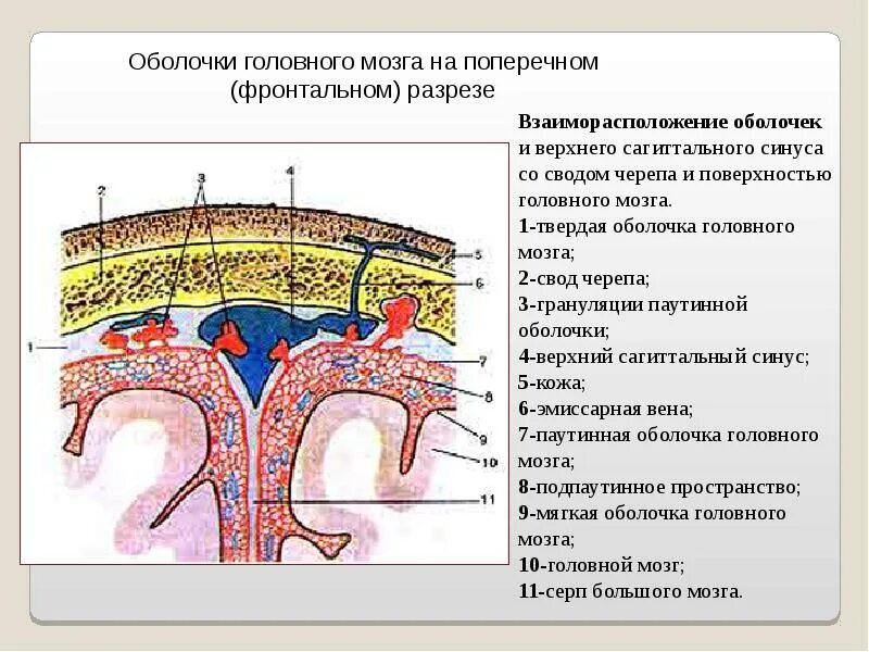 Какие оболочки мозга. Оболочки головного мозга. Мозговые оболочки головного. Слои свода черепа на фронтальном разрезе. Оболочки головного мозга топографическая анатомия.