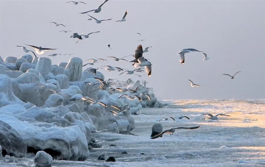 Птицы на севере весной. Море Лаптевых Полярная Чайка. Баренцево море птичий базар. Птицы Баренцева моря. Полярная Чайка в Арктике.