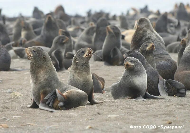 животный мир сахалина. остров сахалин животные. животный мир сахалина. животный мир сахалина. фауна сахалина животные.