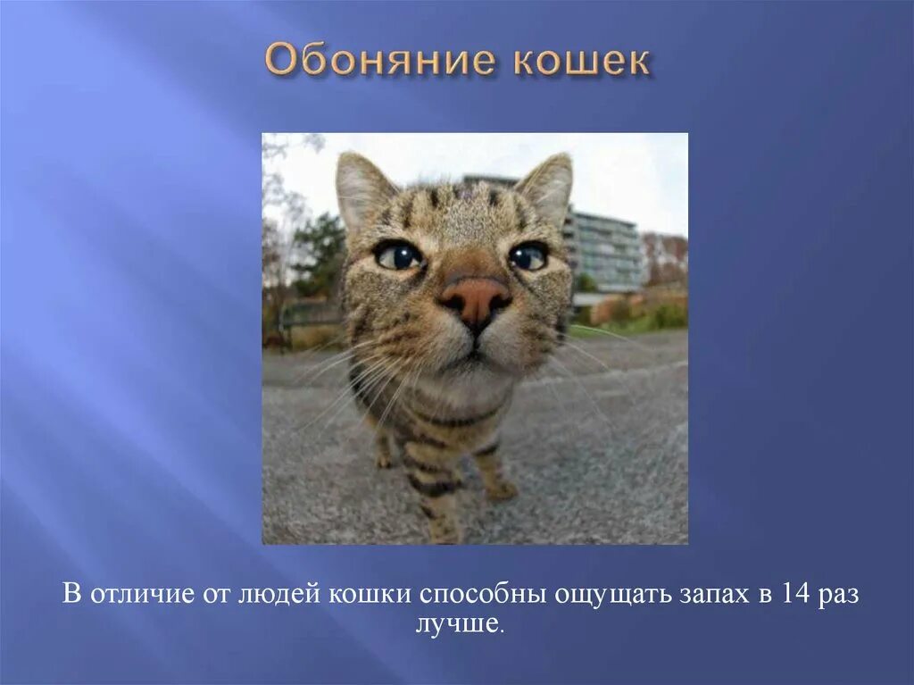 Различия кошек. Обоняние у кошек. Кошки в отличие от людей. Чем отличается кошка от человека. Кошка чувствует запах.