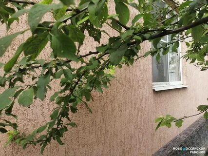 Растут в новороссийске