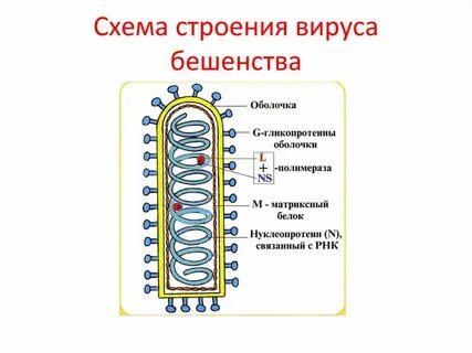 Вирус бешенства