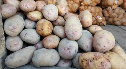 Картофель синеглазка описание сорта фото отзывы сроки
