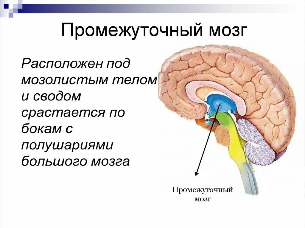 Функции структур промежуточного мозга. Схема строения промежуточного мозга. промежуточный мозг анатомия строение. строение и функции головного мозга промежуточный мозг. промежуточный мозг строение +физиология.